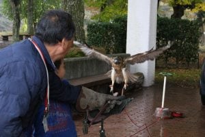 【体験】 猛禽ふれあいタイム（令和8年9月)