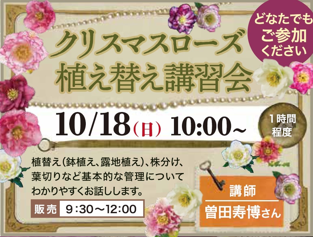 クリスマスローズ植え替え講習会