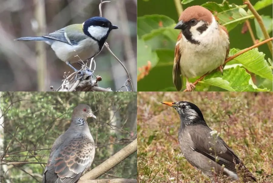 講演会「鳥類のリスク回避行動:つくばと東京での調査から警戒性を比較する」