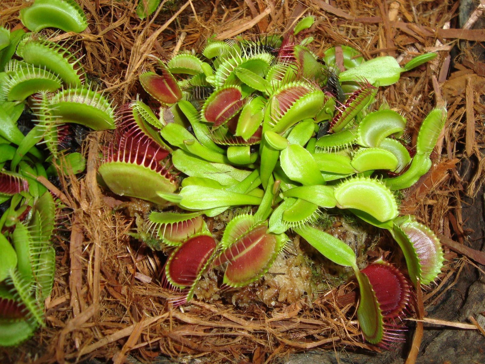食虫植物を観察しよう