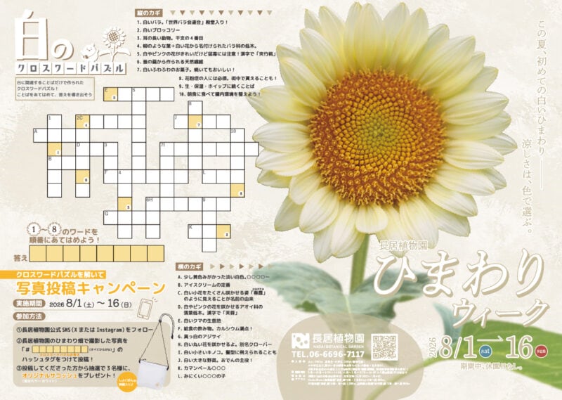 白いひまわりのモールフラワーづくり