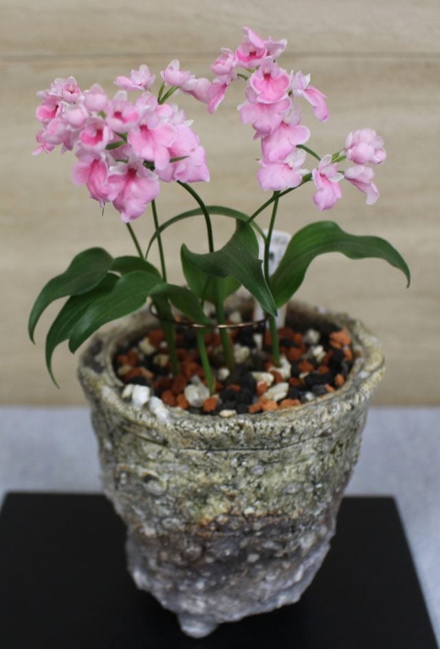 イワチドリ展