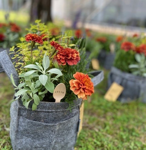 花とみどりの寄せ植え教室2026「ポタジェコンテナ(ハーブの寄せ植え)」
