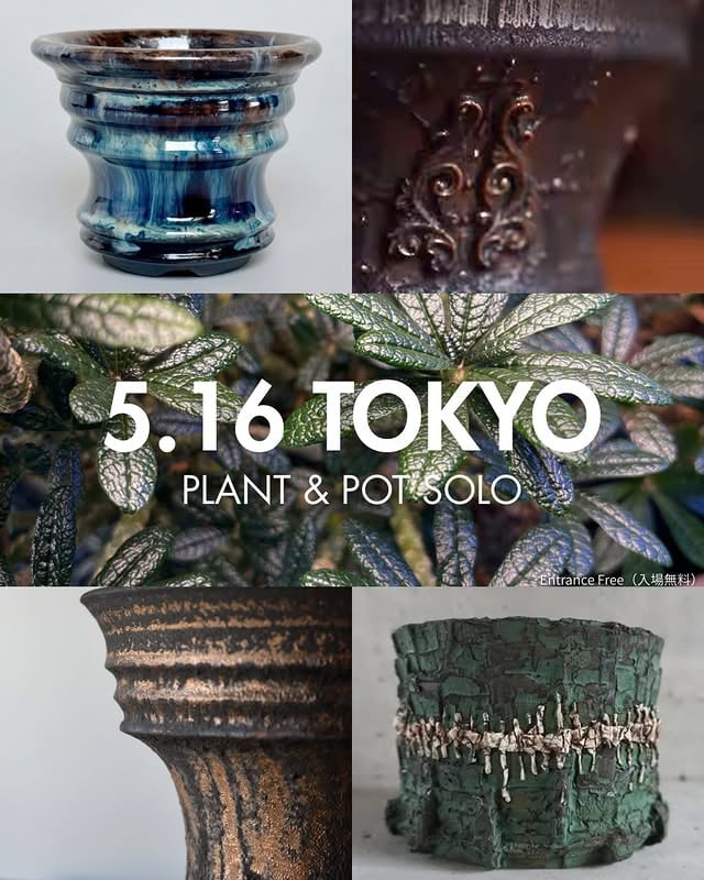 Top【選抜株】多肉植物　264360フラーンス　クィーン　8個　鉢無し/脱土 PLANT & POT SOLO｜2026年5月16日 | NextMeet