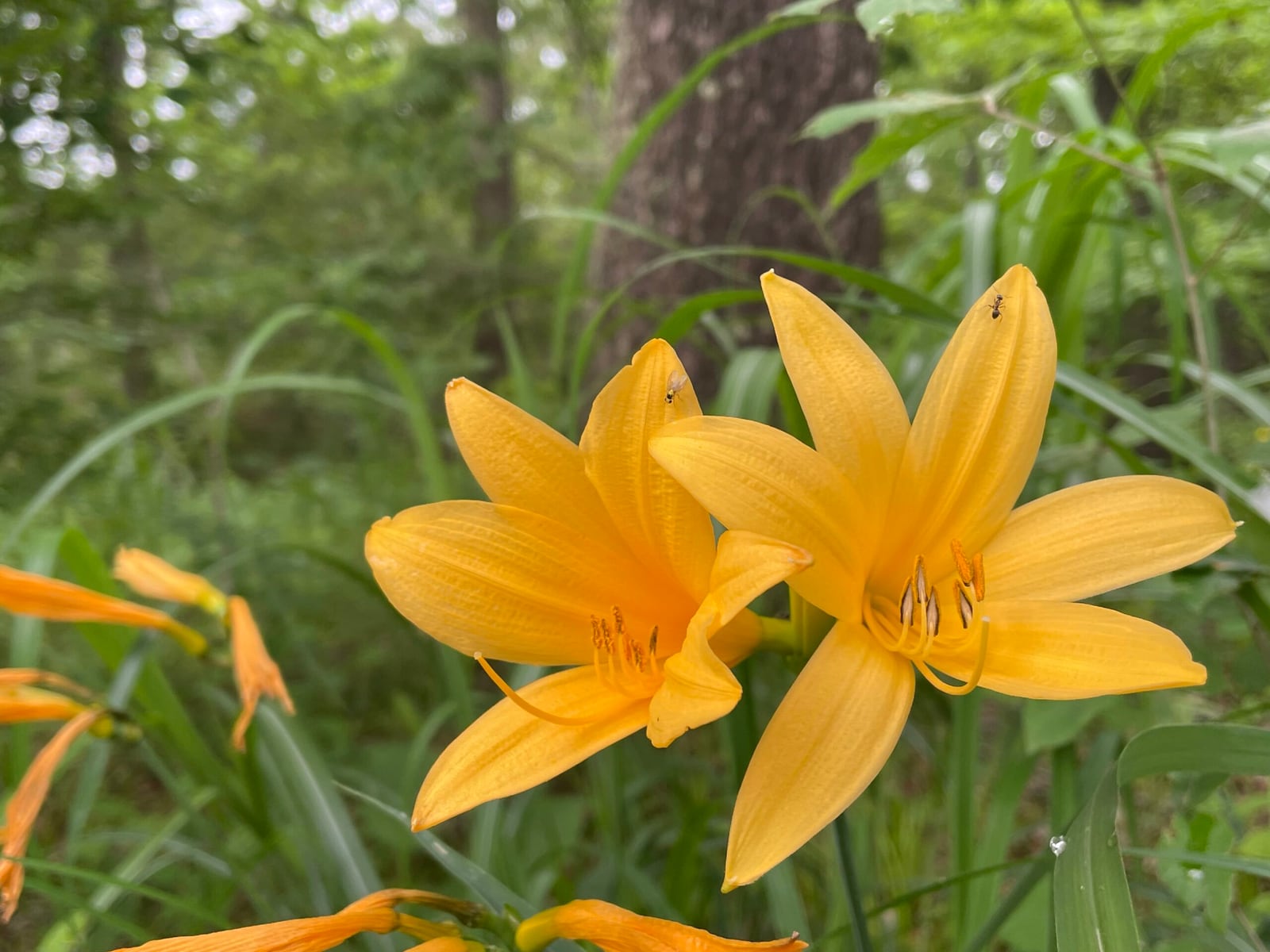みちのくPARKプチボラ体験「きつねに化かされる花野づくり~ニッコウキスゲを殖やそう~」 イメージ画像1