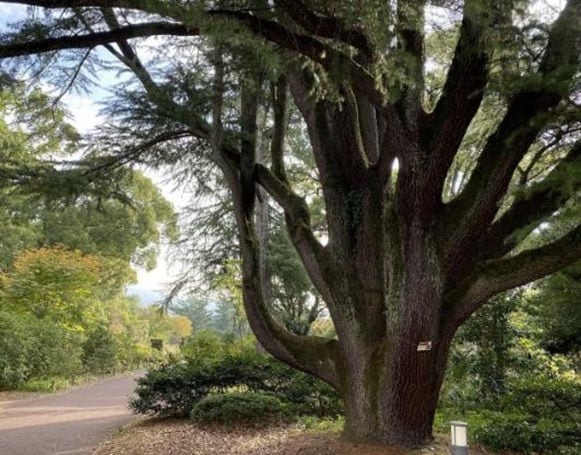 【6/ 13(土)】お宝・講演会「ヘリテージツリーについてー100年の植物園には「100年の樹」があるー」