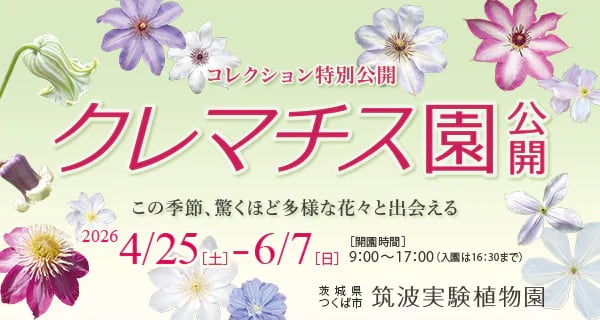 クレマチス特別セミナー 「日本のクレマチスの野生種や園芸品種の多様性を楽しむ」