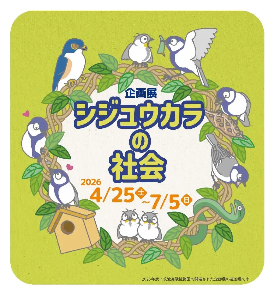 シジュウカラの社会