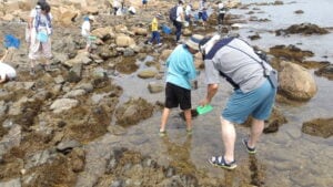 親子海辺のいきもの観察会