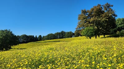 花の丘レモンブライト