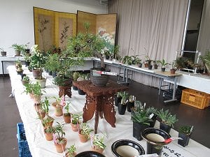 野生ラン展