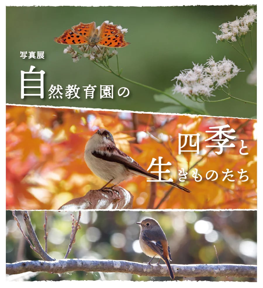 写真展「自然教育園の四季といきものたち」