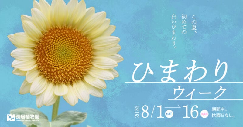 ひまわりウィーク