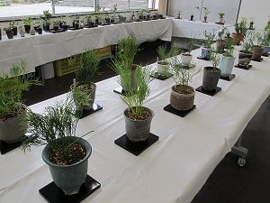 古典植物と山野草展