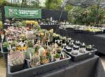 お待たせしました!明日5月19日から「サボテン・多肉植物展」開催です(2026年5月18日)