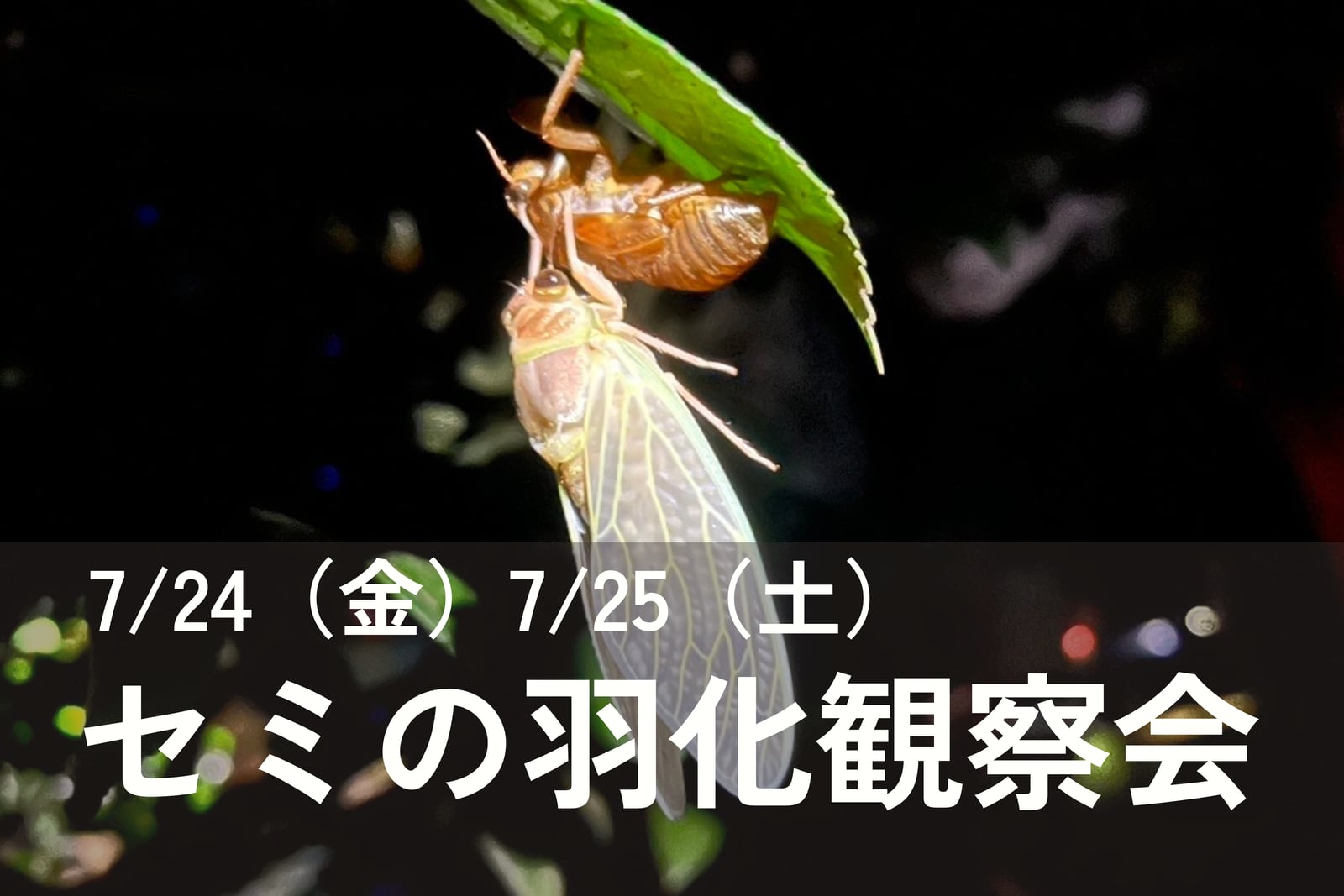 セミの羽化観察会