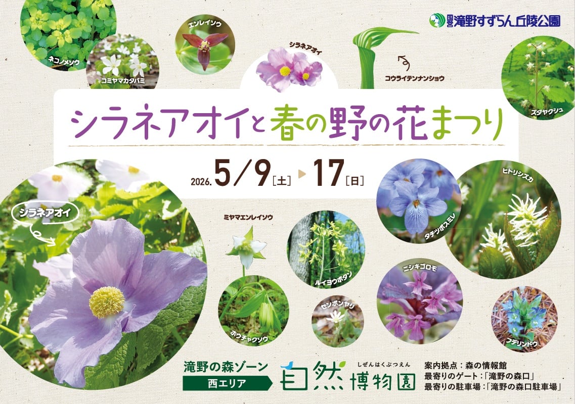 シラネアオイと春の野の花まつり