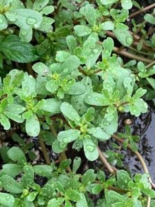 災害時に非常食になる植物を食べよう！