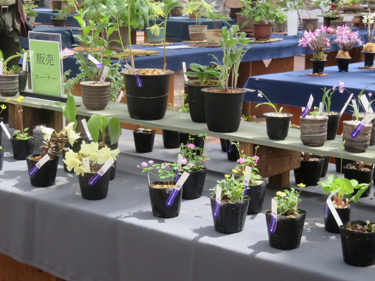 斑入り植物とセッコク展