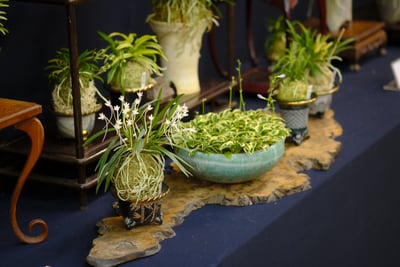野生・富貴蘭展