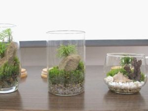 はじめての苔テラリウム