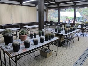 サボテン多肉植物品評会