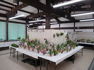 早春の洋ラン展