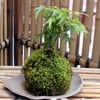 苔玉つくり