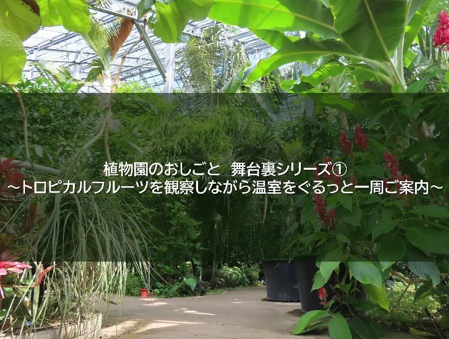 植物園のおしごと 舞台裏シリーズ① ~トロピカルフルーツを観察しながら温室をぐるっと一周ご案内~