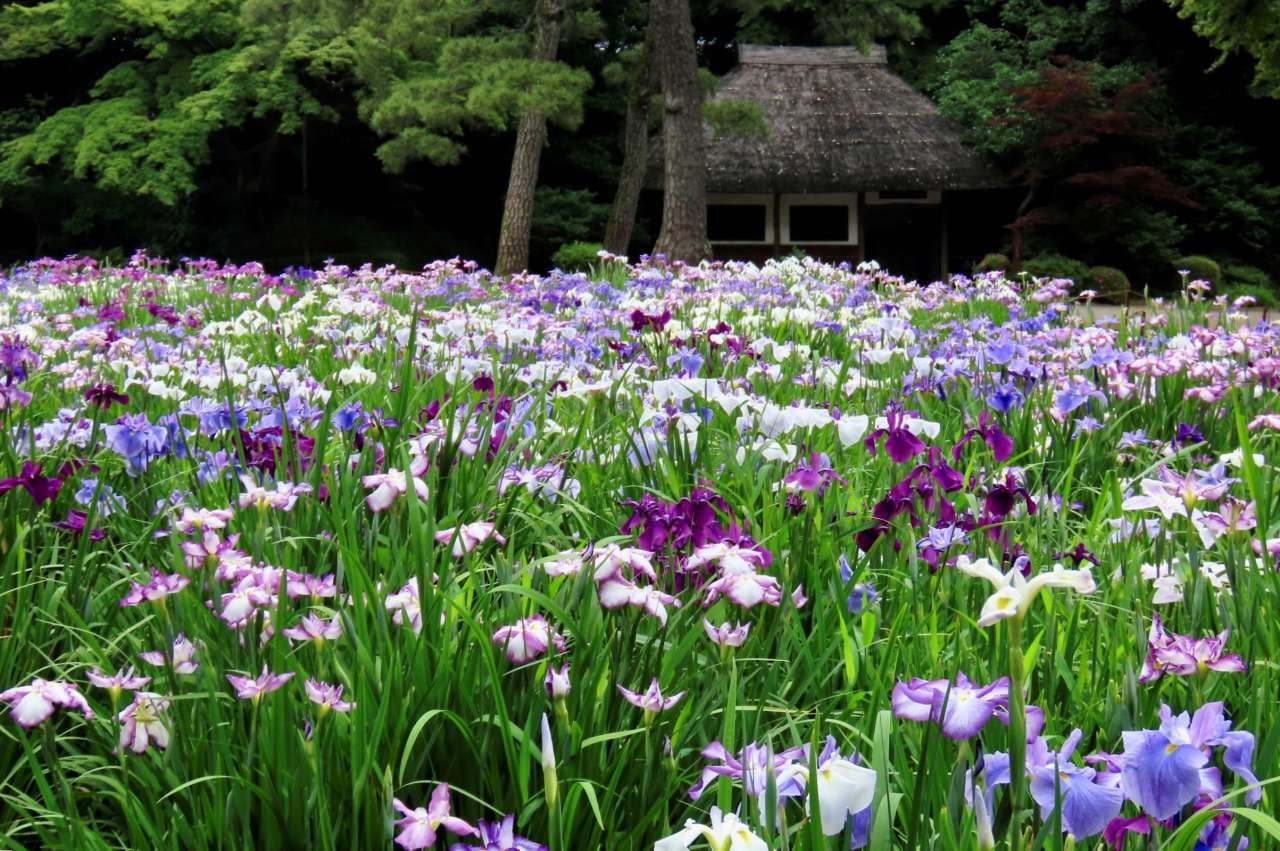 初夏の田園風景に彩りを添えた涼しげな「ハナショウブ」(昨年の様子)