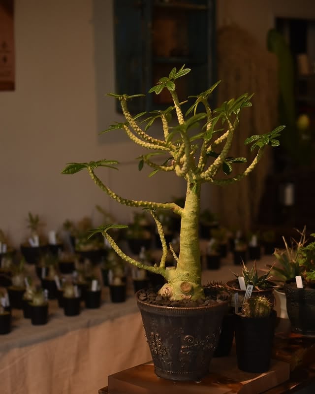 Plant & Pot vol.10 in TOKYO