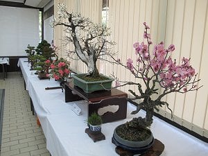 第26回 緑和会盆栽展