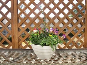 1月の寄せ植え教室