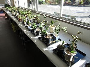 野生ラン展