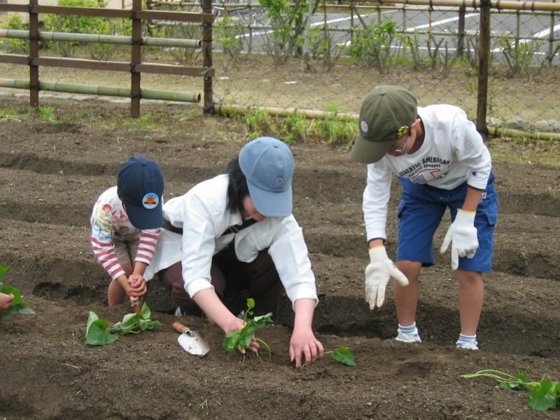 里山生活体験「イモ苗を植えよう」