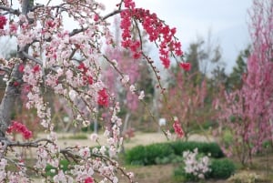 イベント - 神奈川県立花と緑のふれあいセンター 花菜ガーデン