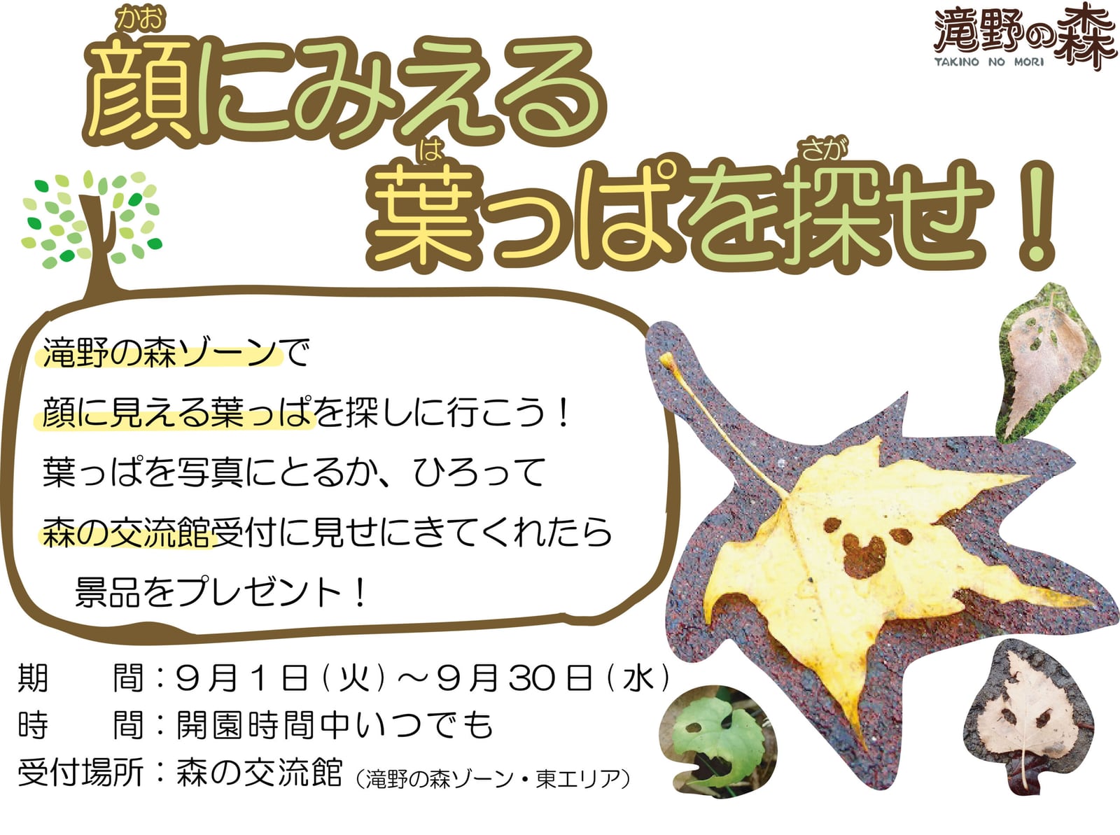 顔にみえる葉っぱをさがせ!