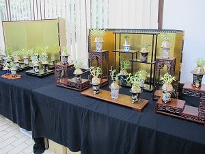 紀伊緑花らん草会・秋の展示会