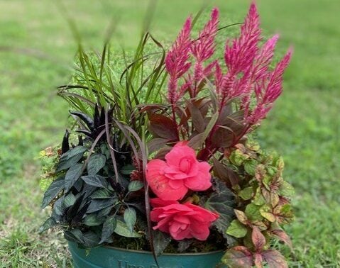 花とみどりの寄せ植え教室2026「秋の寄せ植え」