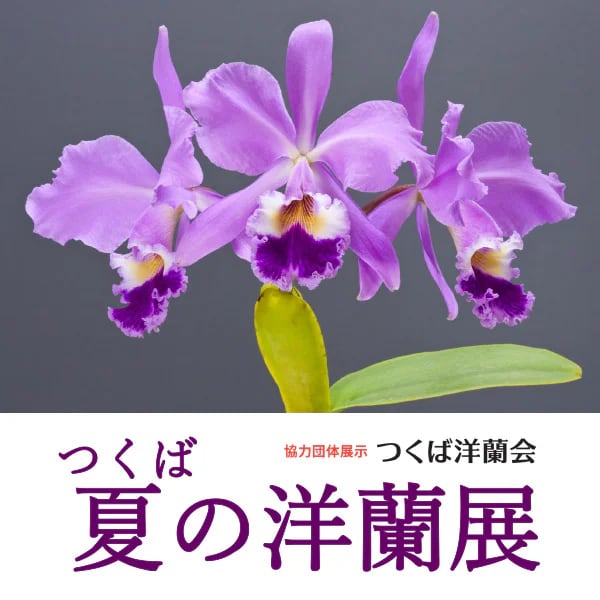 つくば夏の洋蘭展