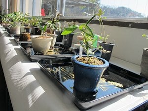 紀州野生ランと山草展