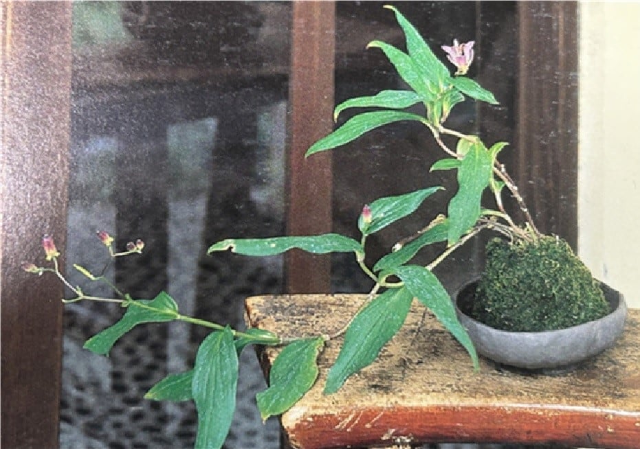 やさしい苔玉づくり 山野草部会