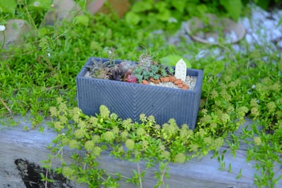 多肉植物寄せ植え講習会