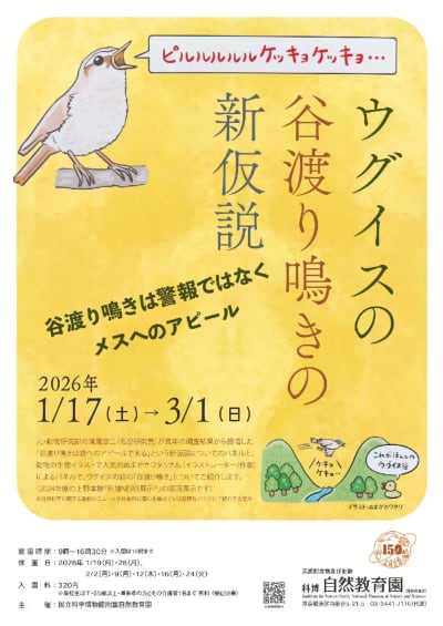 ウグイスの谷渡り鳴きの新仮説－谷渡り鳴きは警報ではなくメスへのアピール