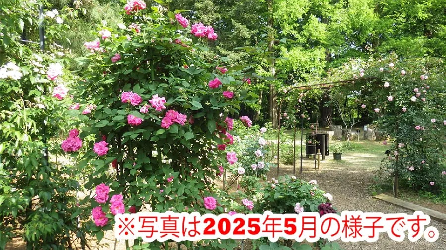 栽培講座「植物園の冬のバラ管理」