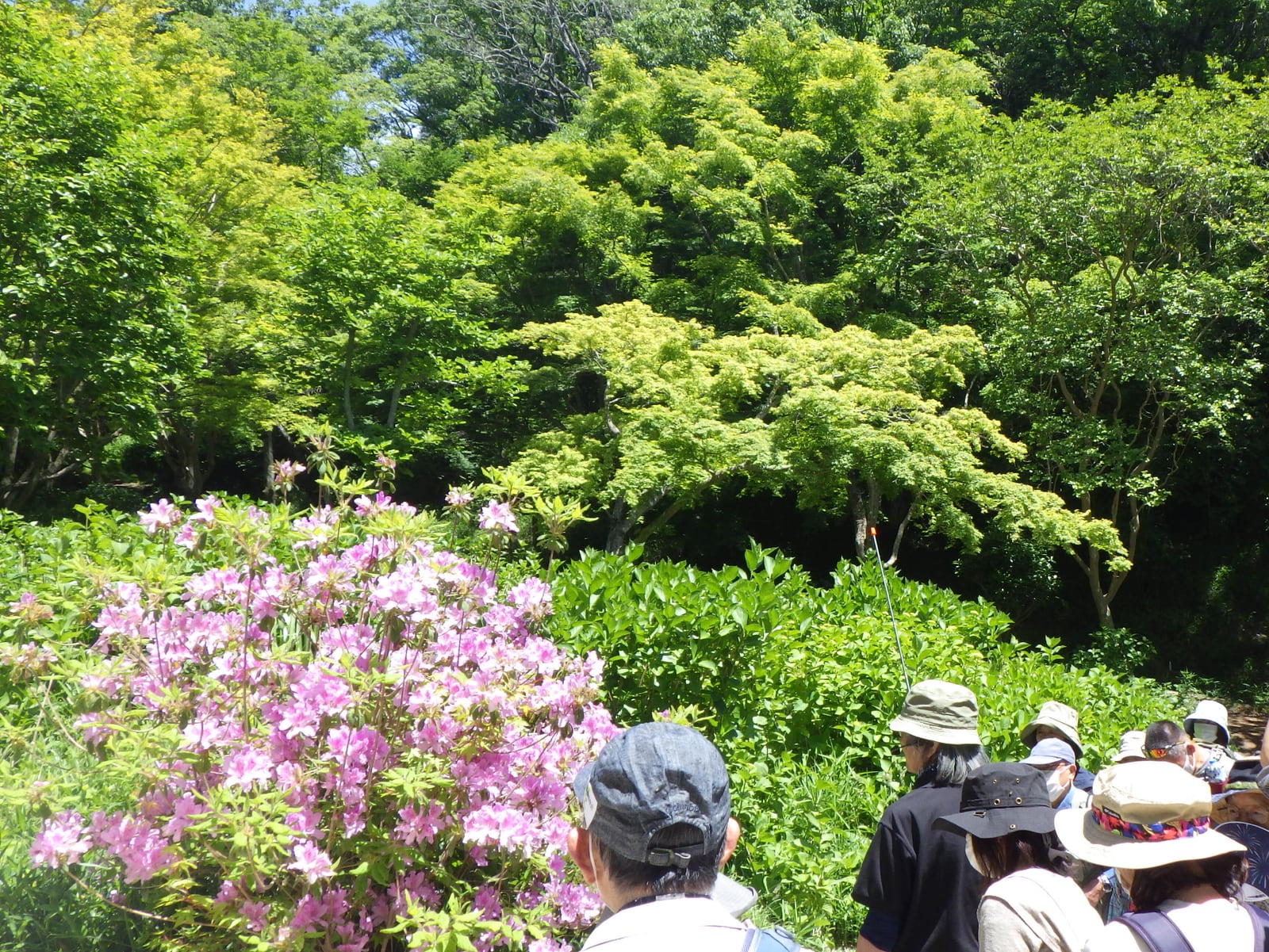 身近な薬草観察会 森の薬箱~初夏編~