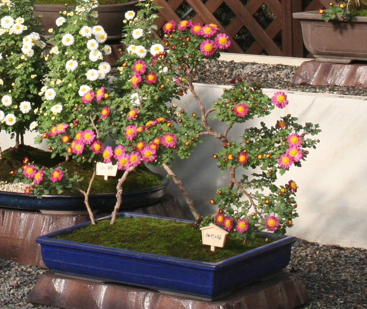 菊花展