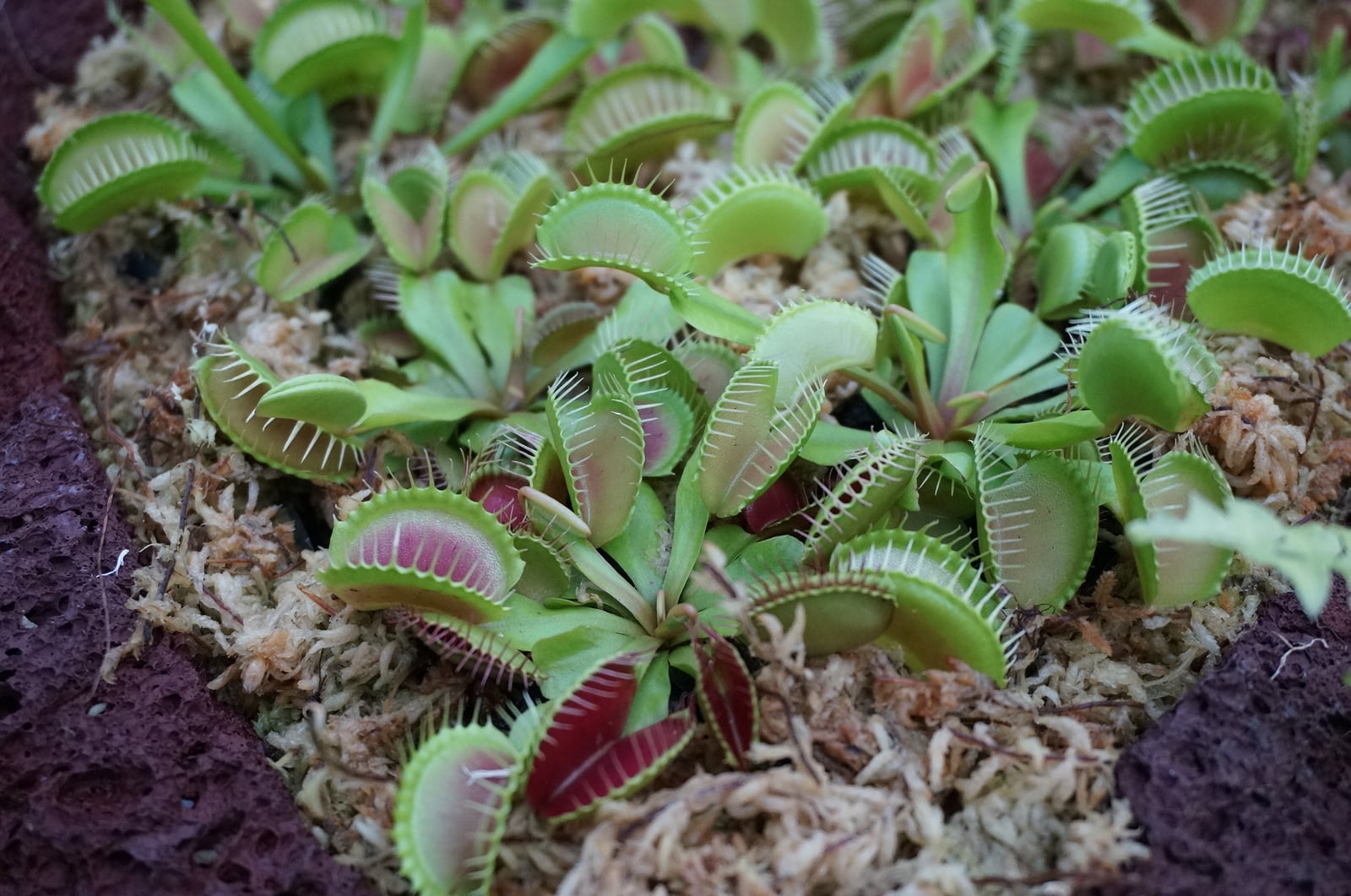 花と緑の教室「【おやこ講座】食虫植物ラボ~虫をつかまえるしくみを調べる~」
