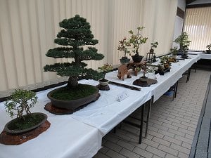 第25回 緑和会盆栽展