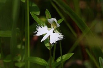 観察イベント「教授が教えるサギソウと湿原の草花観覧会」